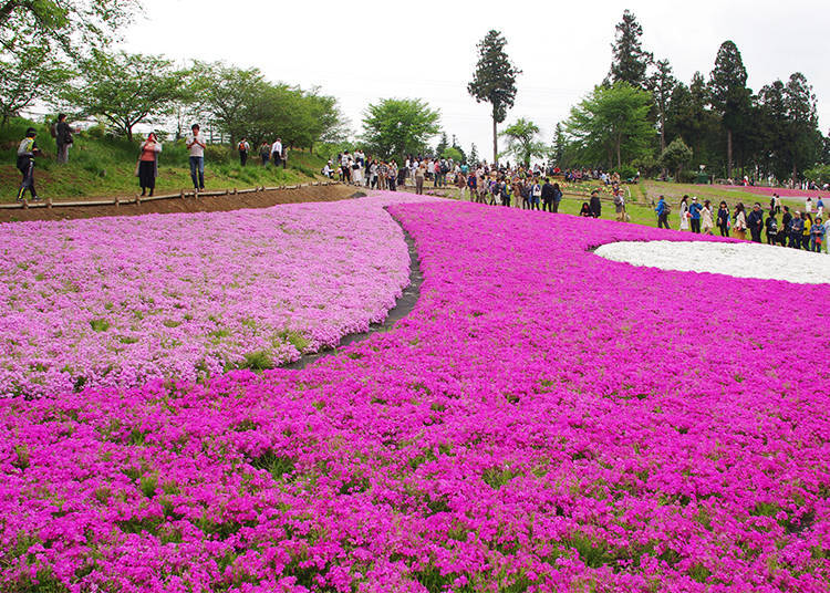 芝桜が見られるのはここ!羊山公園の芝桜の丘