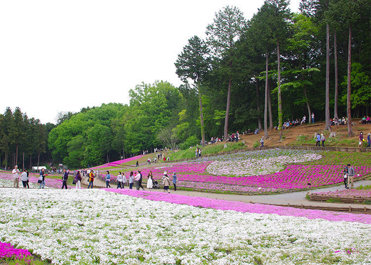 徹底ルポ4!芝桜の模様はハート柄?
