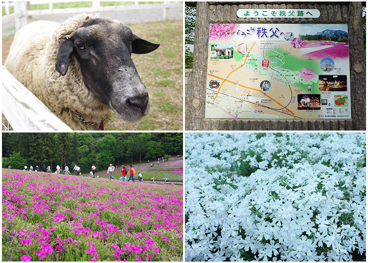 最後に…羊山公園全体の説明