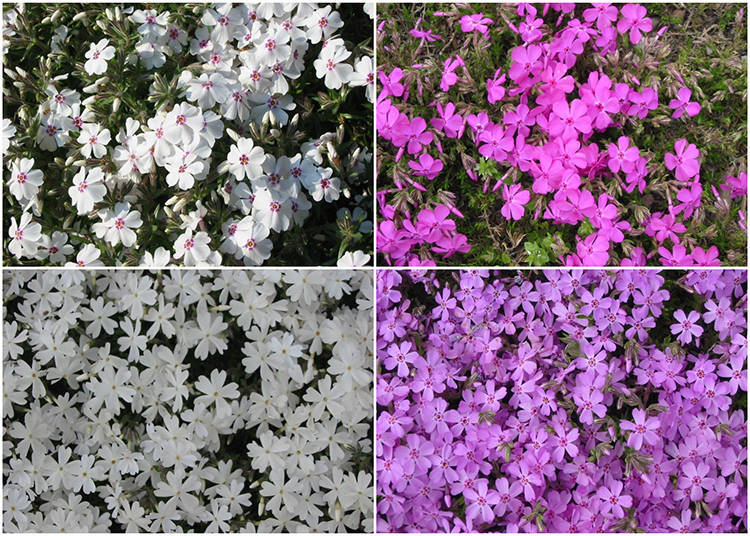徹底ルポ3!園内にある9種類の芝桜。