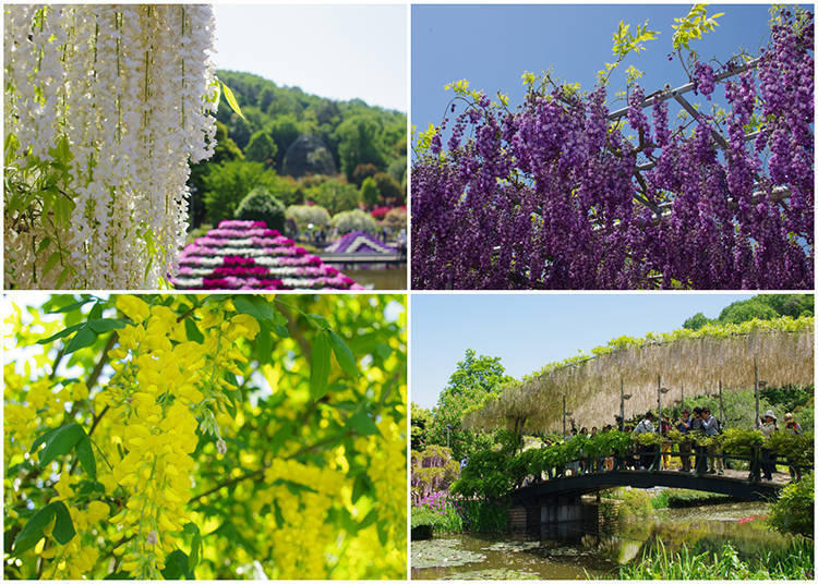 Ashikaga Flower Park: the Most Stunning Wisteria Spot