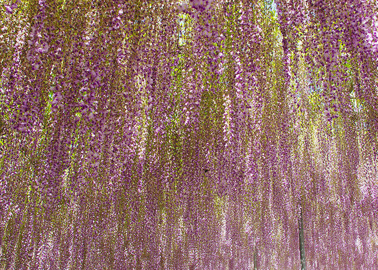 Breathtakingly Beautiful: the Absolute Must-See Wisteria Spots