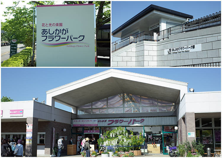 Enjoying Ashikaga Flower Park Throughout the Year