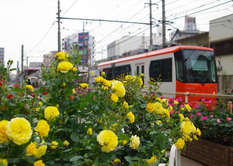 バラスポット4)停留場前の花壇は必見の「町屋駅前」