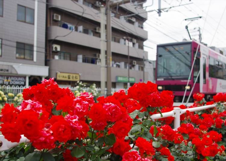 バラスポット6)「荒川遊園地前」~「荒川車庫前」に広がるバラ街道