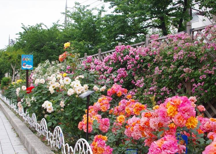 番外編2)あらかわ遊園に向かう道もバラスポット「荒川遊園地前」