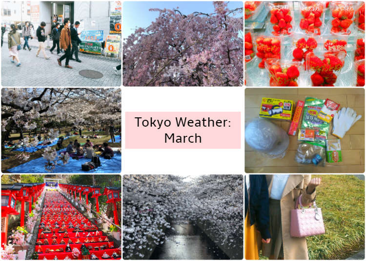 What's the weather like in Tokyo in March? LIVE JAPAN (Japanese travel, sightseeing and