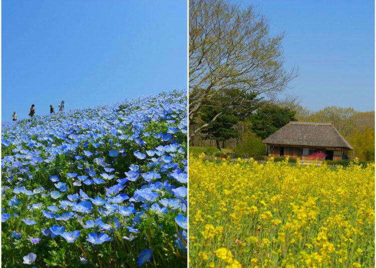 Nemophilia coming into bloom at Hitachi Seaside Park!
