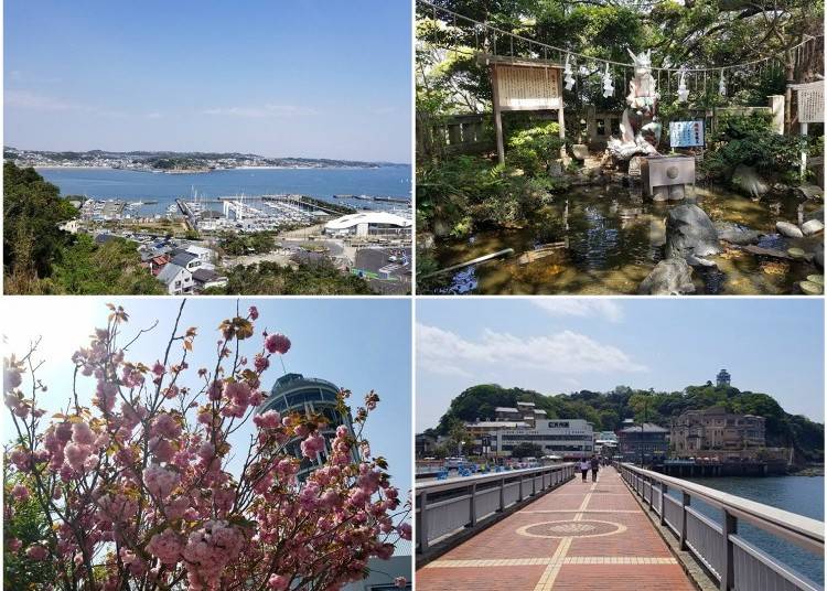 Enjoying Spring in Enoshima!