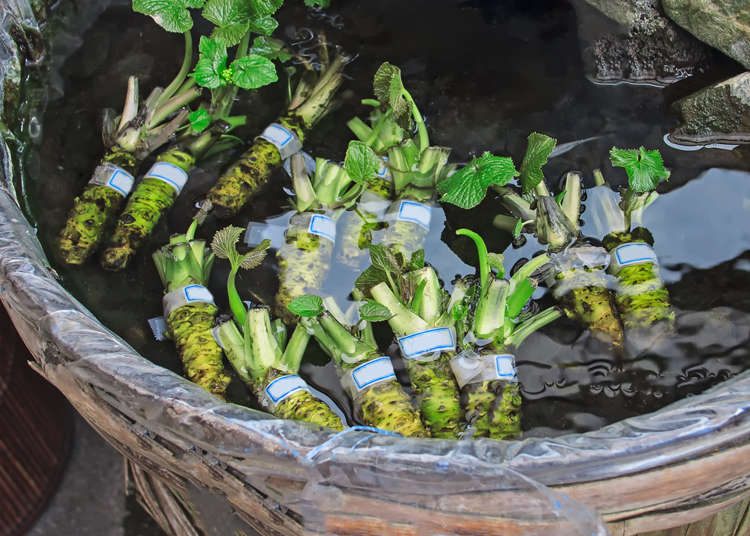 How to Make Real Wasabi: Visiting a Traditional Wasabi Farm in Tokyo