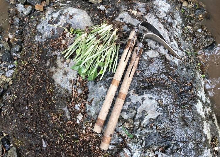 Living as a non-Japanese wasabi farmer