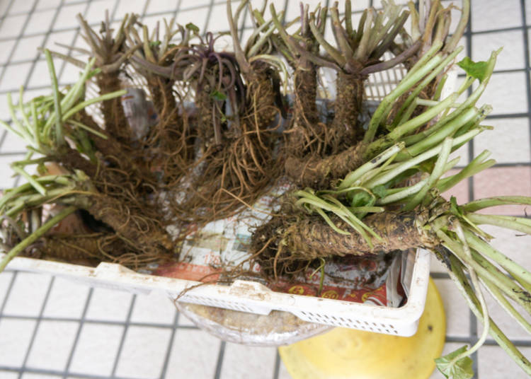 1. Eating wasabi? You're likely eating the stem, not the root!