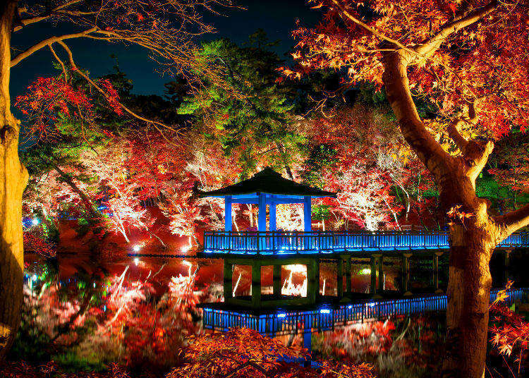 Enjoying Autumn in Japan: Tokyo’s Best Autumn Leaf Spots, Lit Up at Night!