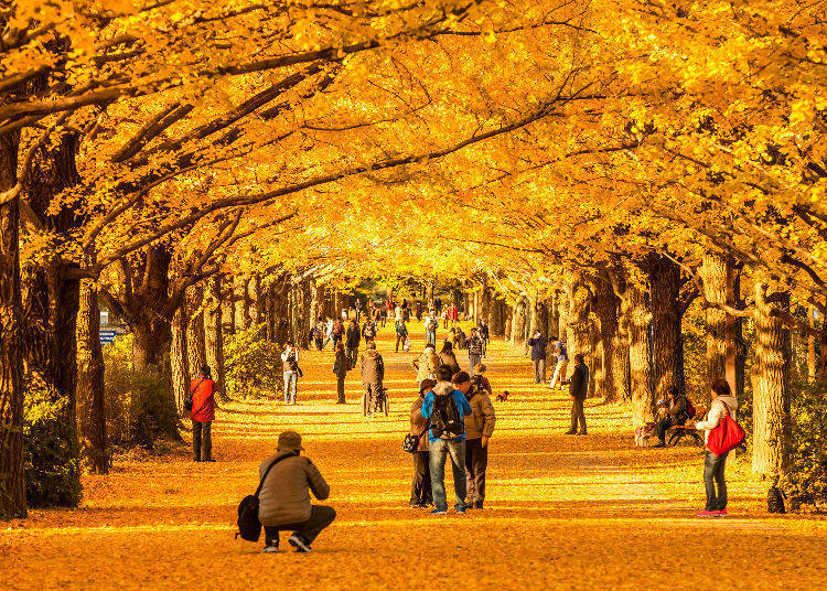 Meijijingu Gaien (Tokyo) – The Golden Ginkgo Promenade