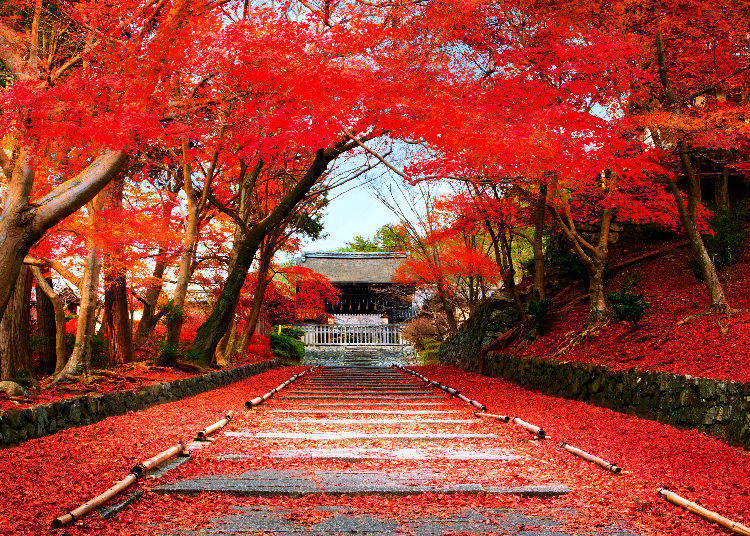 Autumn in Japan 2018: Best 8 Spots to See Fall Colors Throughout Japan ...