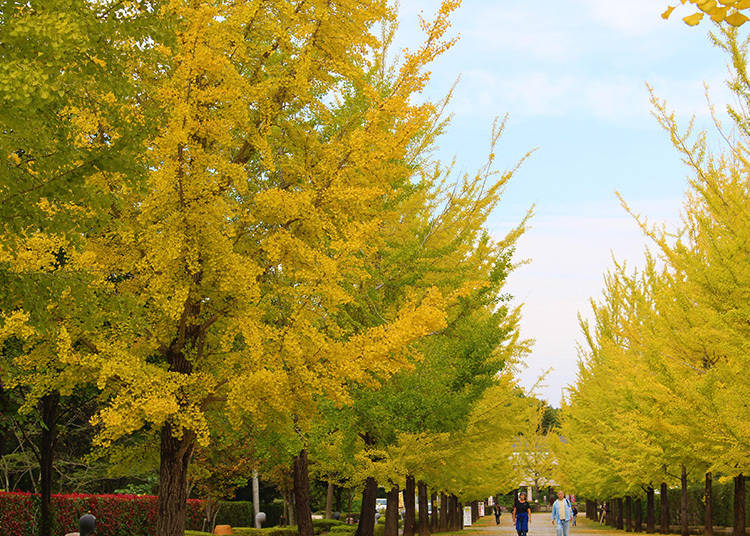 素敵な紅葉写真攻略法④:ラッキーカラーの黄色に包まれて自撮りも