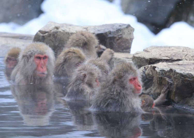 Kawaii Japan in Winter: Check Out These Adorable Bathing Animals!
