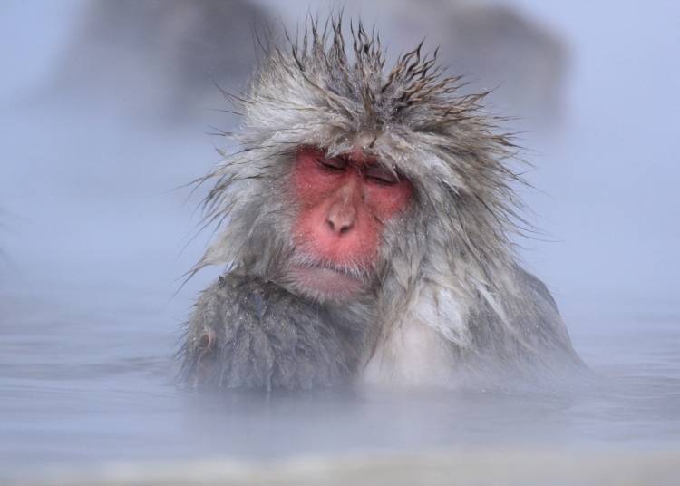 1. Jigokudani Monkey Park (Nagano)