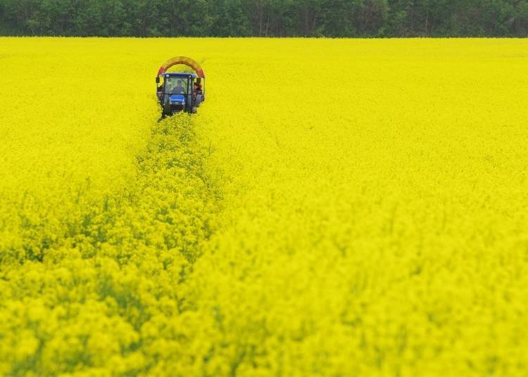 2. Abira: A Beautiful Town of Flowers and Agriculture