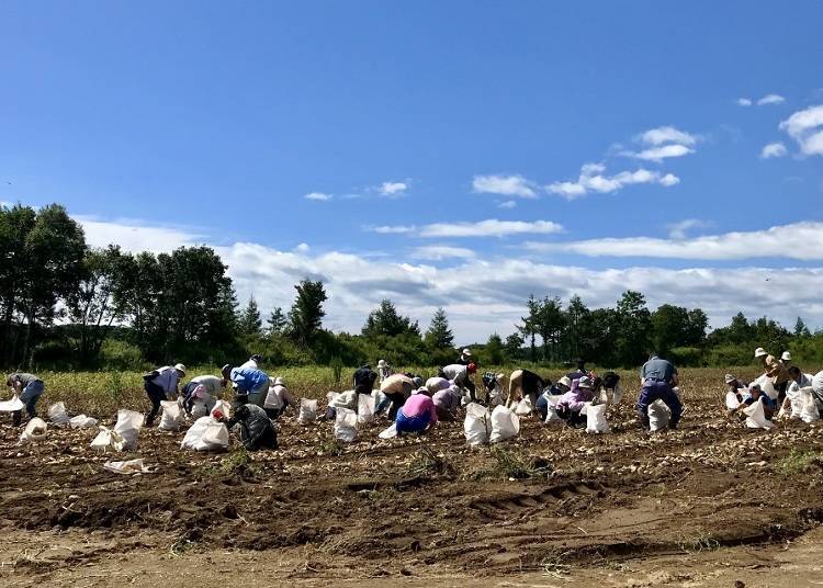 3. Atsuma: First-Hand Farming Experiences with Potato Digging and Rice Field Cultivation!