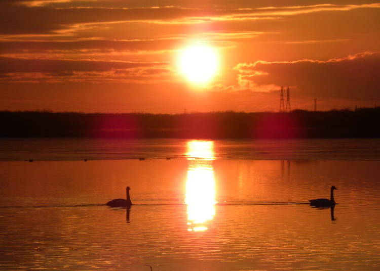 7. Tomakomai: Getting Lost in the Peaceful Scenery of Lake Utonai and its Wild Birds
