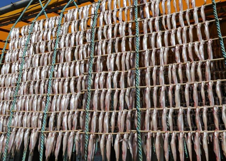 【むかわ町】ししゃもなど魚介類のほか、おいしい農産物もいっぱい