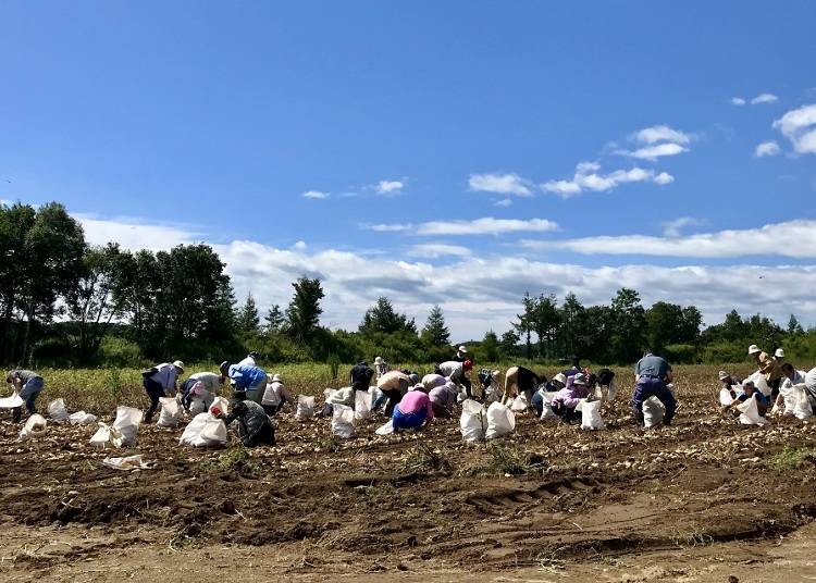 【厚真町】田んぼオーナー制や芋掘り体験など充実の農業体験が楽しめる