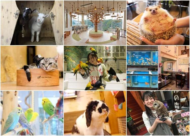 9 Cute and Cuddly Animal Cafes in Tokyo