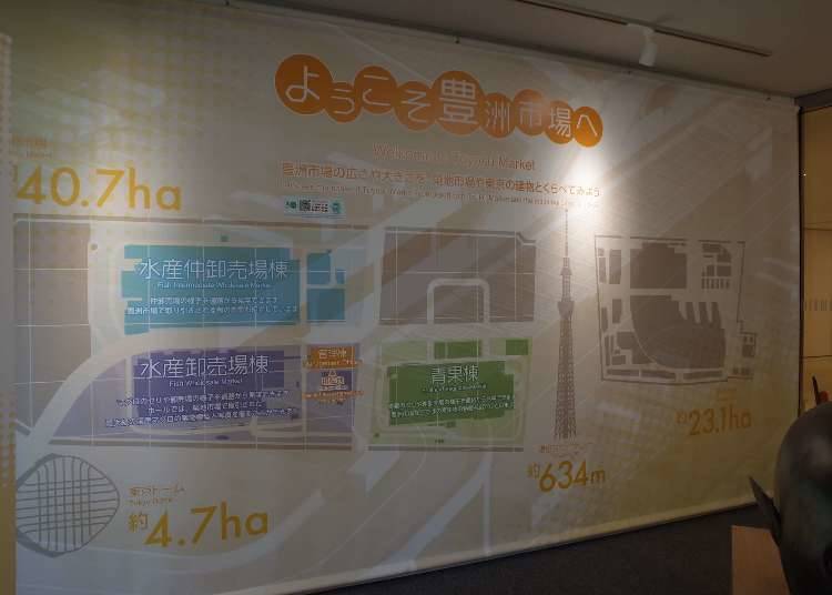 豊洲市場の特徴
①築地よりもさらに大きい豊洲市場!