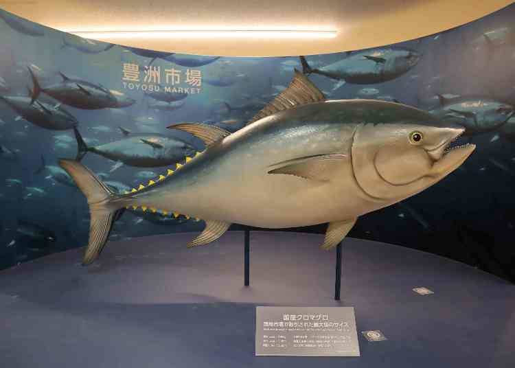 市場と言えば、マグロのせり!見られるのは水産卸売場棟!<7街区:水産卸売場棟>