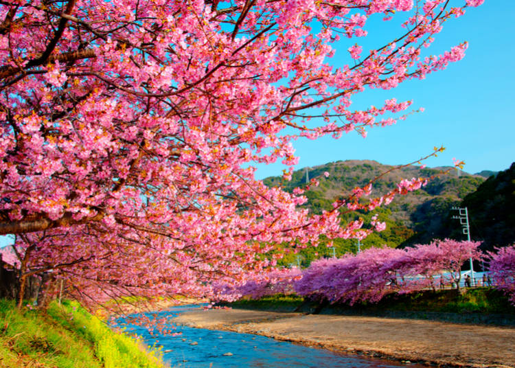 What to do in Japan in February: Festivals are not the only thing February in Japan has to offer!