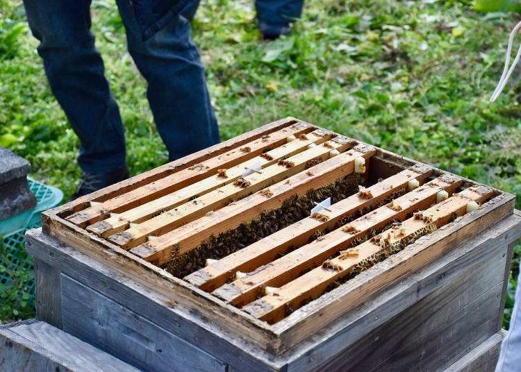 【みつばちファーム】目の前ではちみつの巣箱を見学!ろうそくづくり体験も