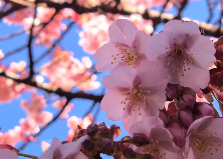 Early Cherry Blossoms in Japan: February Sakura in Atami