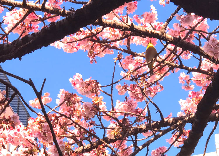 What time is best to see Atami sakura? Enjoy Atami cherry blossoms throughout the day!