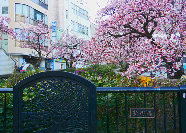 Where are popular places to take pictures of cherry blossoms in Atami?