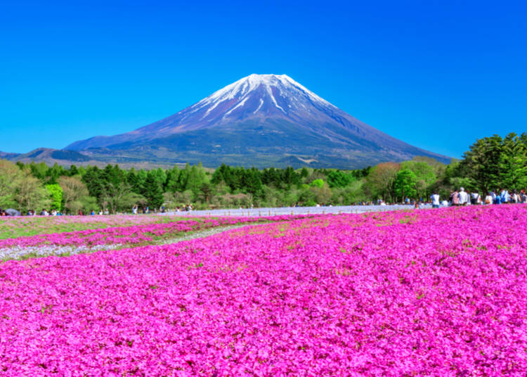 6. Not only cherry blossoms: check out what else is in bloom