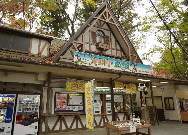 【おすすめ①】「さる園」で餌やり体験