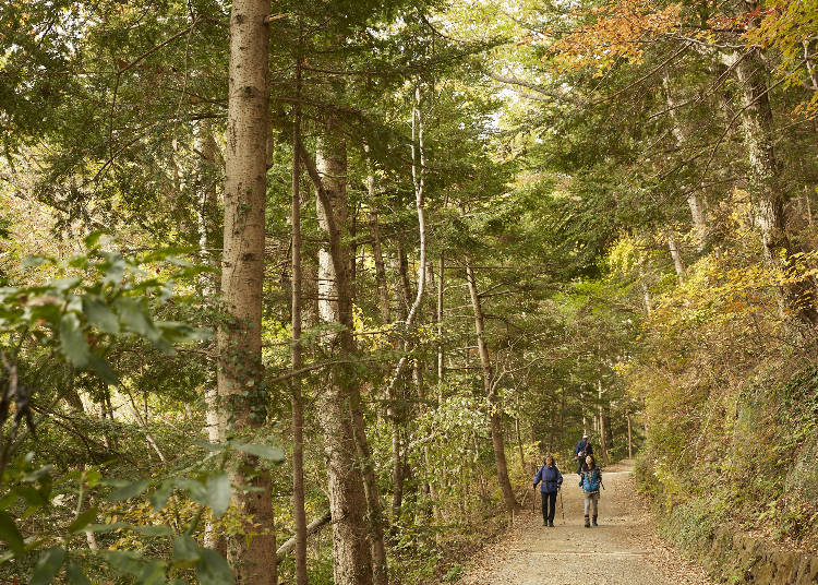 【おすすめ③】高尾山の山頂は絶対外せない!ツウだけが知る?人の少ない富士道を通ると便利