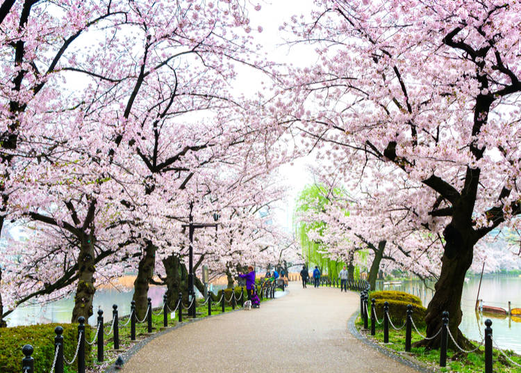 Spring Highlight #3: Ueno Park