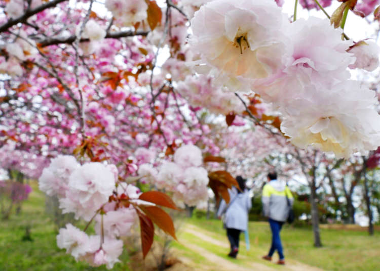 Late Bloomer? Last Spots for Seeing Cherry Blossoms around Tokyo for Latecomers