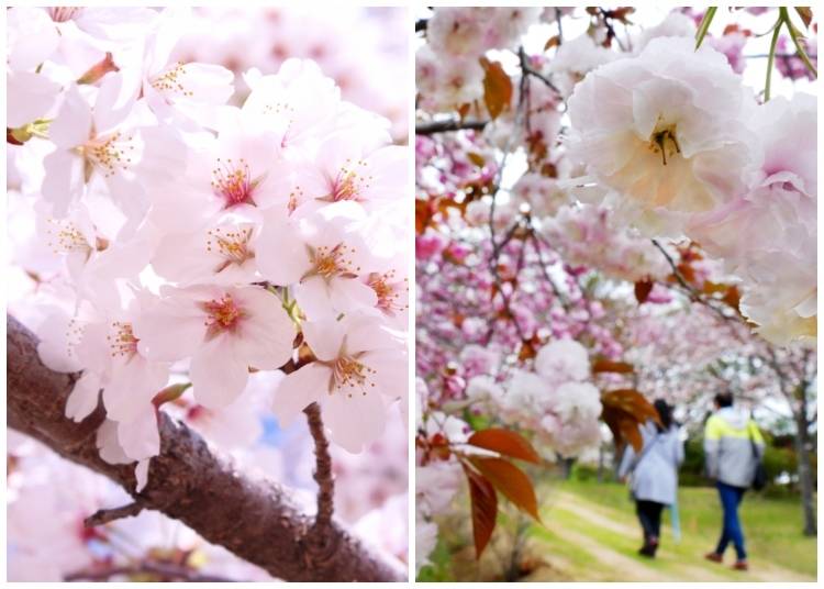 Quick word: Know your sakura!