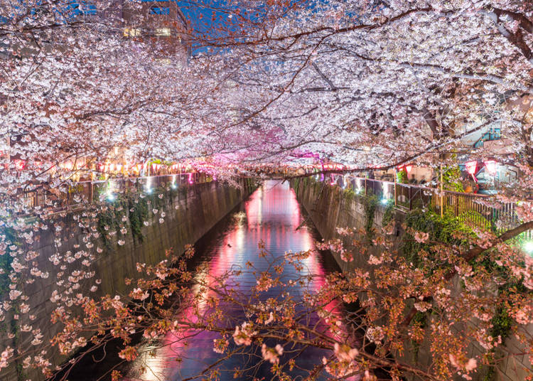 Tokyo and Greater Tokyo (Average flowering date: March 26)