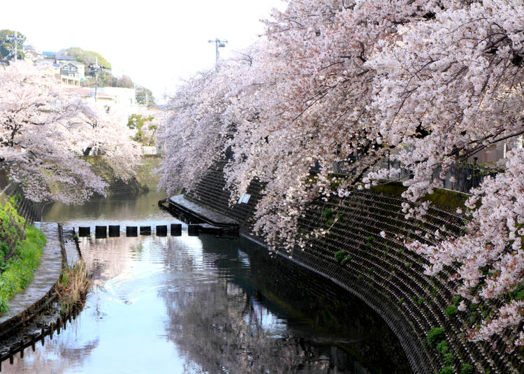Kanagawa Prefecture (Average flowering date: March 26)