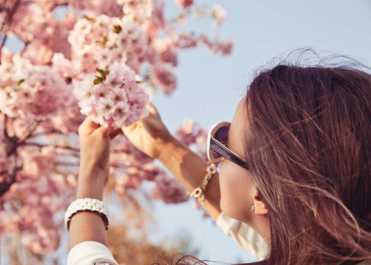 Beyond the Guidebook: Expats Share Their Favorite Hanami Spots and Rituals