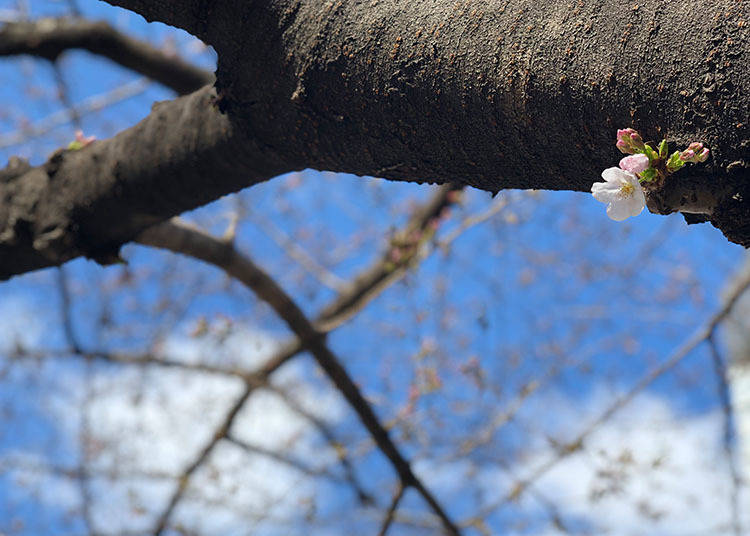 When does cherry blossom festival season start in Tokyo?