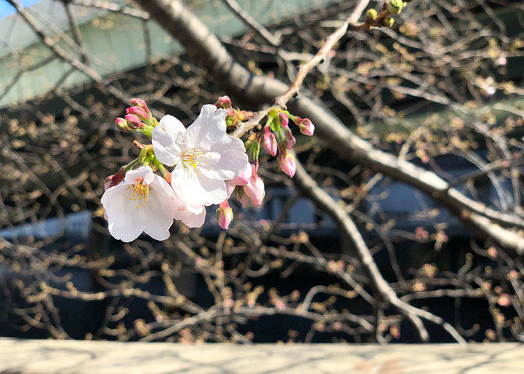 Tokyo 2019 Cherry Blossom Report