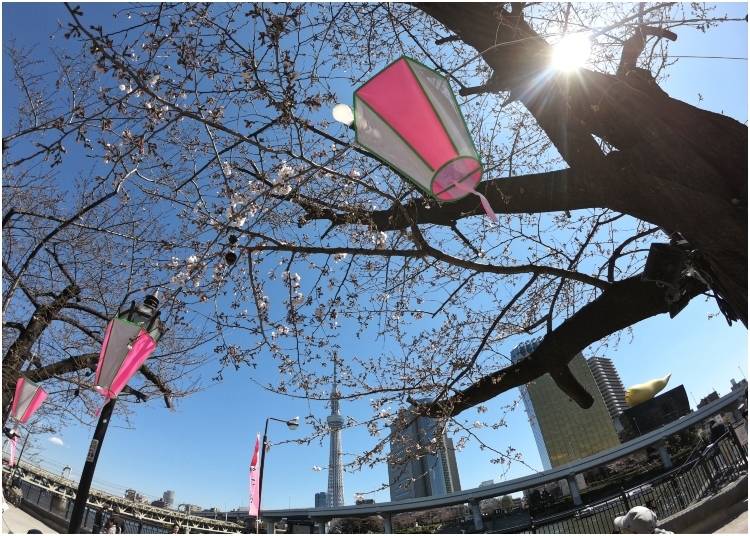4. Asakusa - Sumida Park Cherry Blossoms