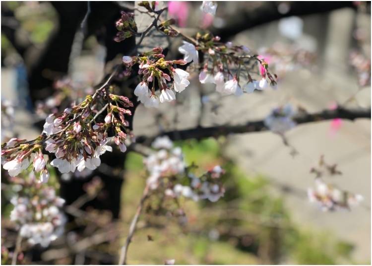 5. Sumida Park Cherry Blossoms