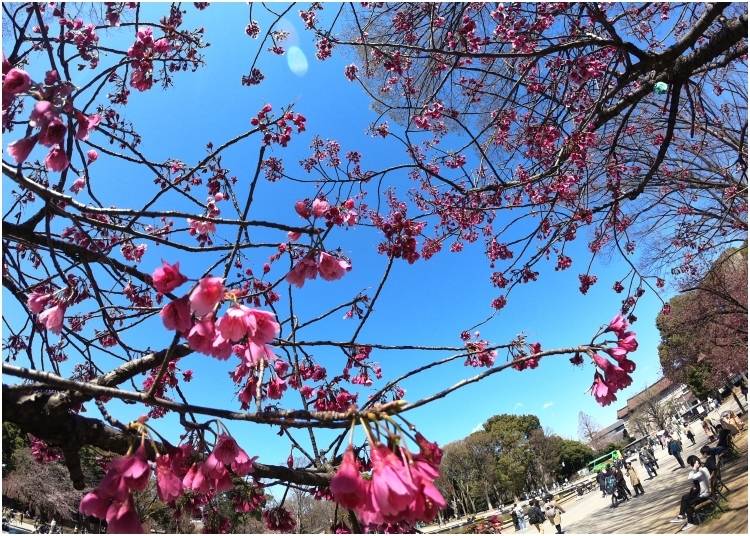 3. Ueno Park Cherry Blossom Festival