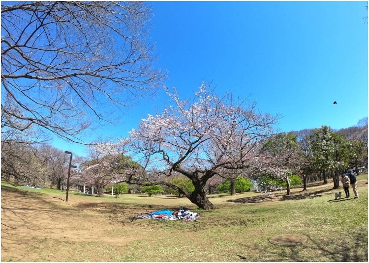 2. Yoyogi Park: Open area to celebrate your own cherry blossom festivals in Japan!